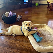 Archie is registered to the contest to win money with this photo: puppy, dog, yellow_labrador, toy, dog_bed, wooden_floor, basket, indoor, pet, playful, cozy, furniture, living_room, animal, cute, young_dog, domestic, floor, resting, household
