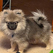Bear is registered to the contest to win money with this photo: dog, small_dog, fluffy, fur, pet, indoors, carpet, footwear, sandal, toy, brown, black, tail, alert, cute, animal, companion, domestic, standing, household