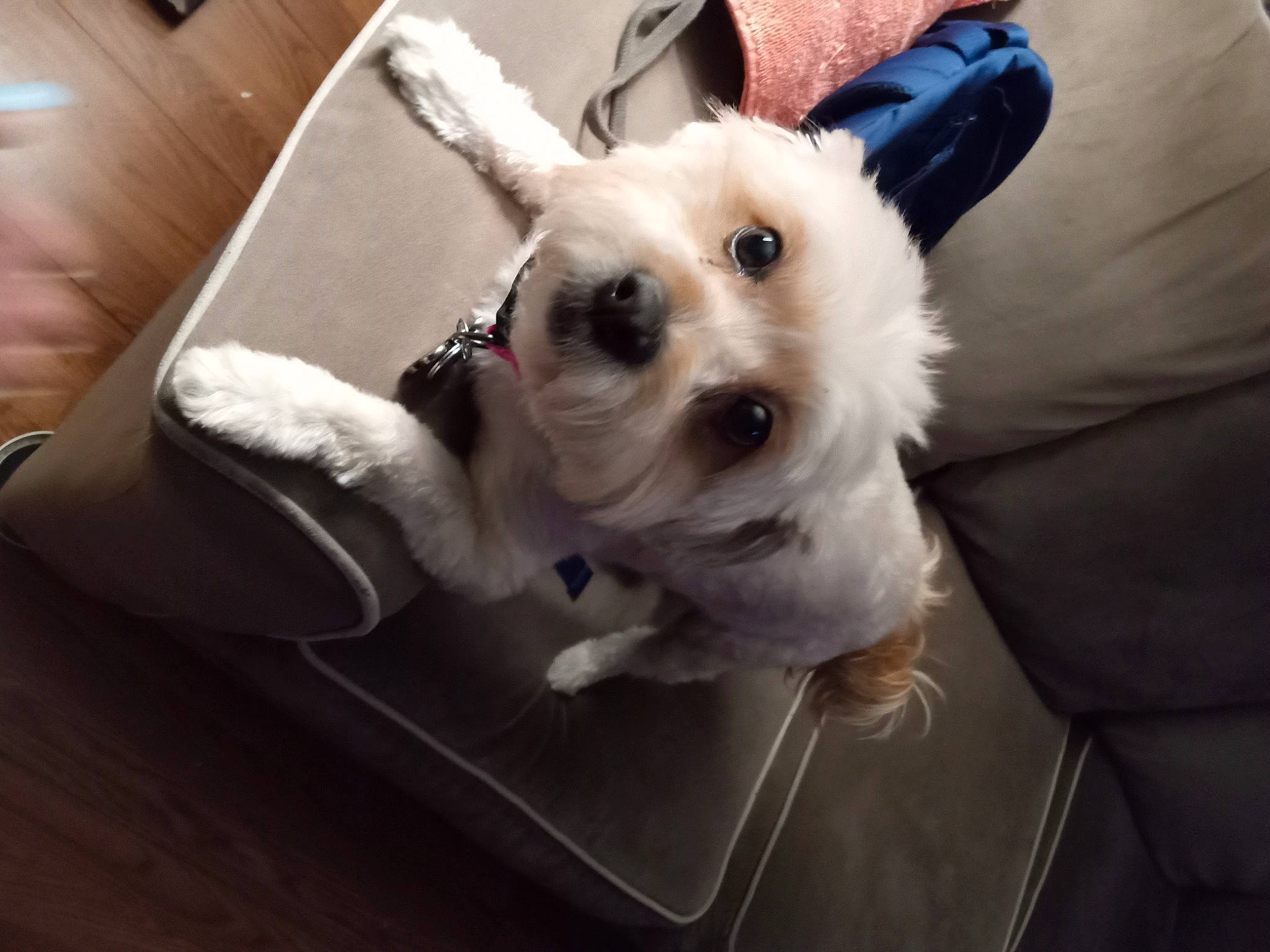 Coco Chanel joined the competition — help win amazing prizes! carnivore, collar, comfort, companion_dog, dog, dog_breed, dog_collar, dog_supply, eyewear, fawn, fur, selfie, small_terrier, snout, sporting_group, sunglasses, terrier, toy_dog, whiskers, working_animal