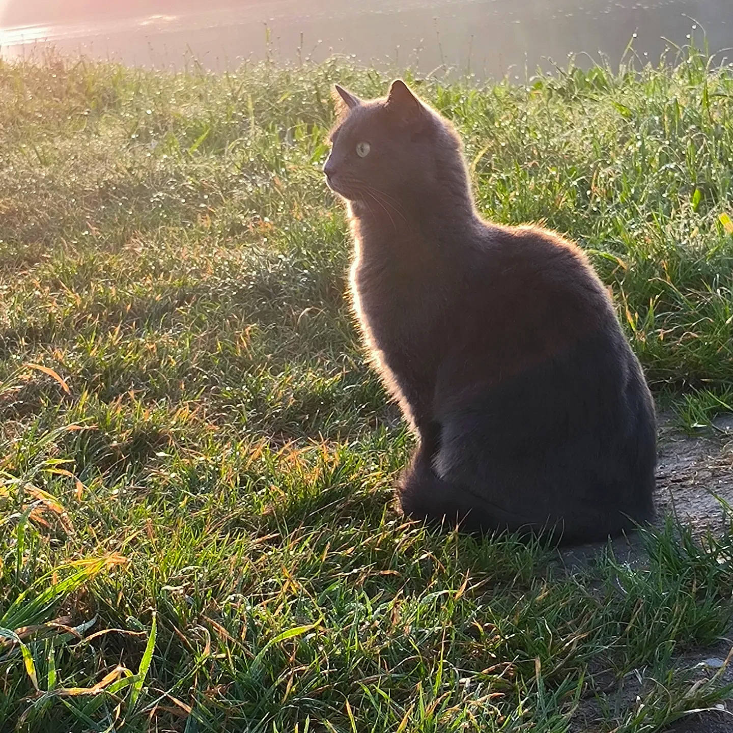 Missouri a rejoint le concours — aidez-le/la à gagner de superbes lots ! black_cat, bombay, carnivore, cat, domestic_short_haired_cat, eye, fawn, felidae, grass, grass_family, grassland, groundcover, plant, small_to_medium_sized_cats, snout, sunlight, tail, terrestrial_animal, tints_and_shades, whiskers
