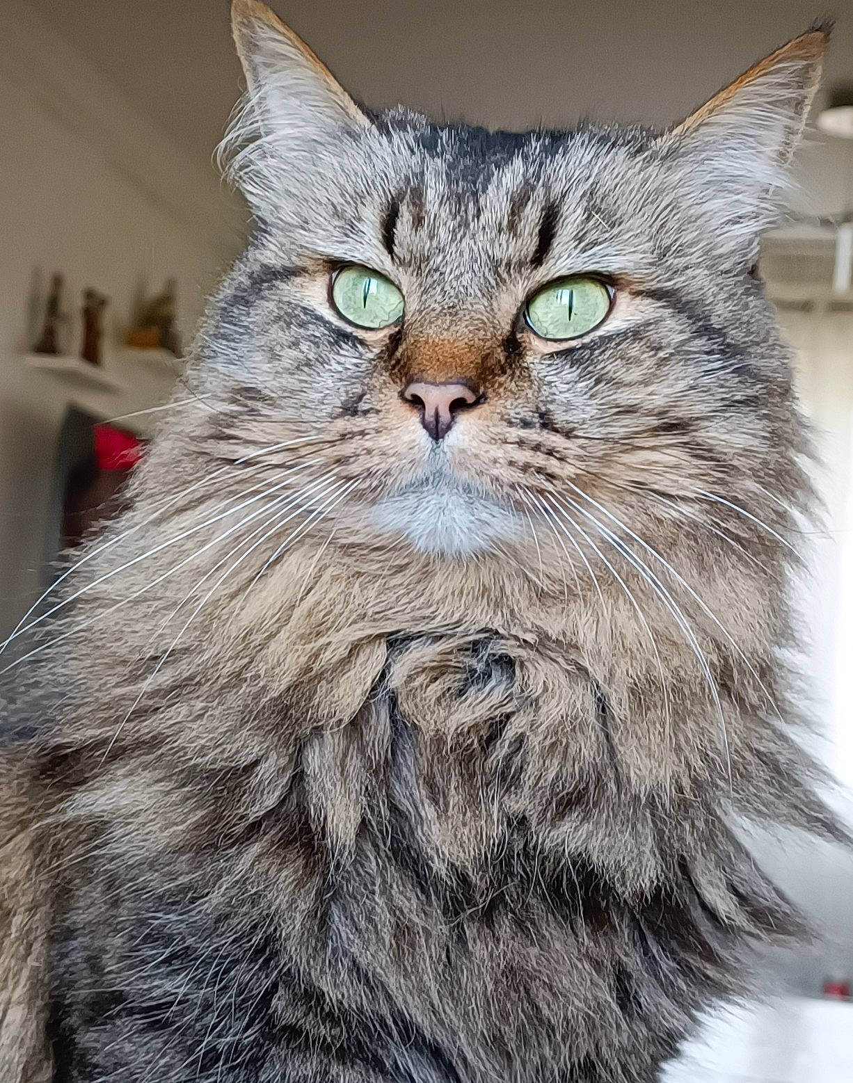 Isidore a rejoint le concours — aidez-le/la à gagner de superbes lots ! carnivore, cat, close_up, domestic_short_haired_cat, felidae, fur, small_to_medium_sized_cats, snout, terrestrial_animal, whiskers