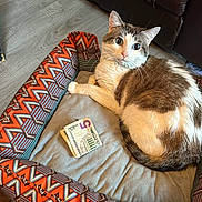Jabs is registered to the contest to win money with this photo: cat, pet_bed, money, indoor, floor, leather_sofa, curious, wide_eyes, orange_pattern, gray_cushion, domestic_cat, fur, whiskers, relaxing, home_interior, wood_floor, furniture, paper, currency, animal