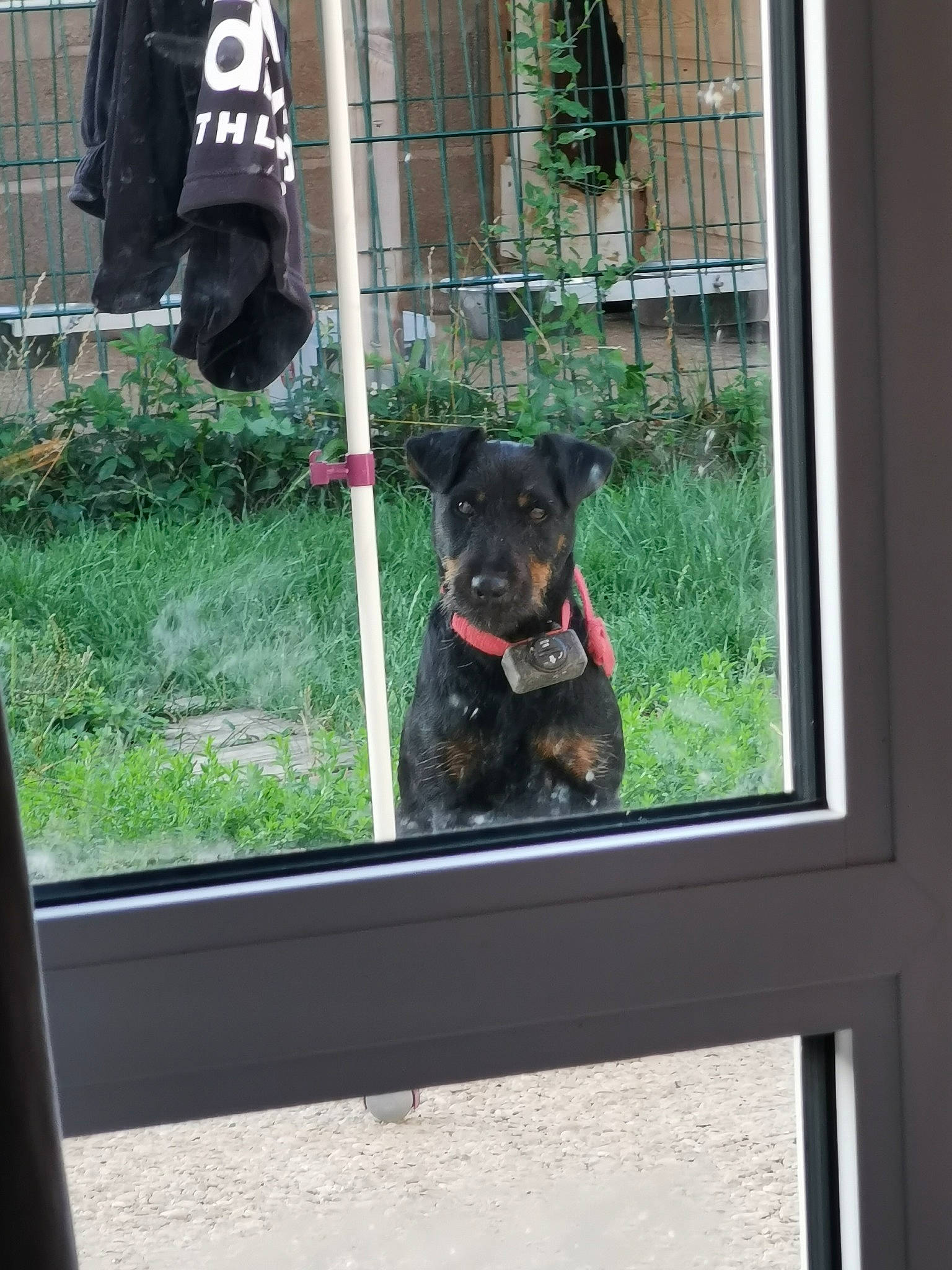 Mia participe au concours pour gagner de l'argent avec cette photo : canidae, carnivore, companion_dog, dog, dog_breed, guard_dog, jagdterrier, mammal, patterdale_terrier, sporting_group, terrier, window, working_dog