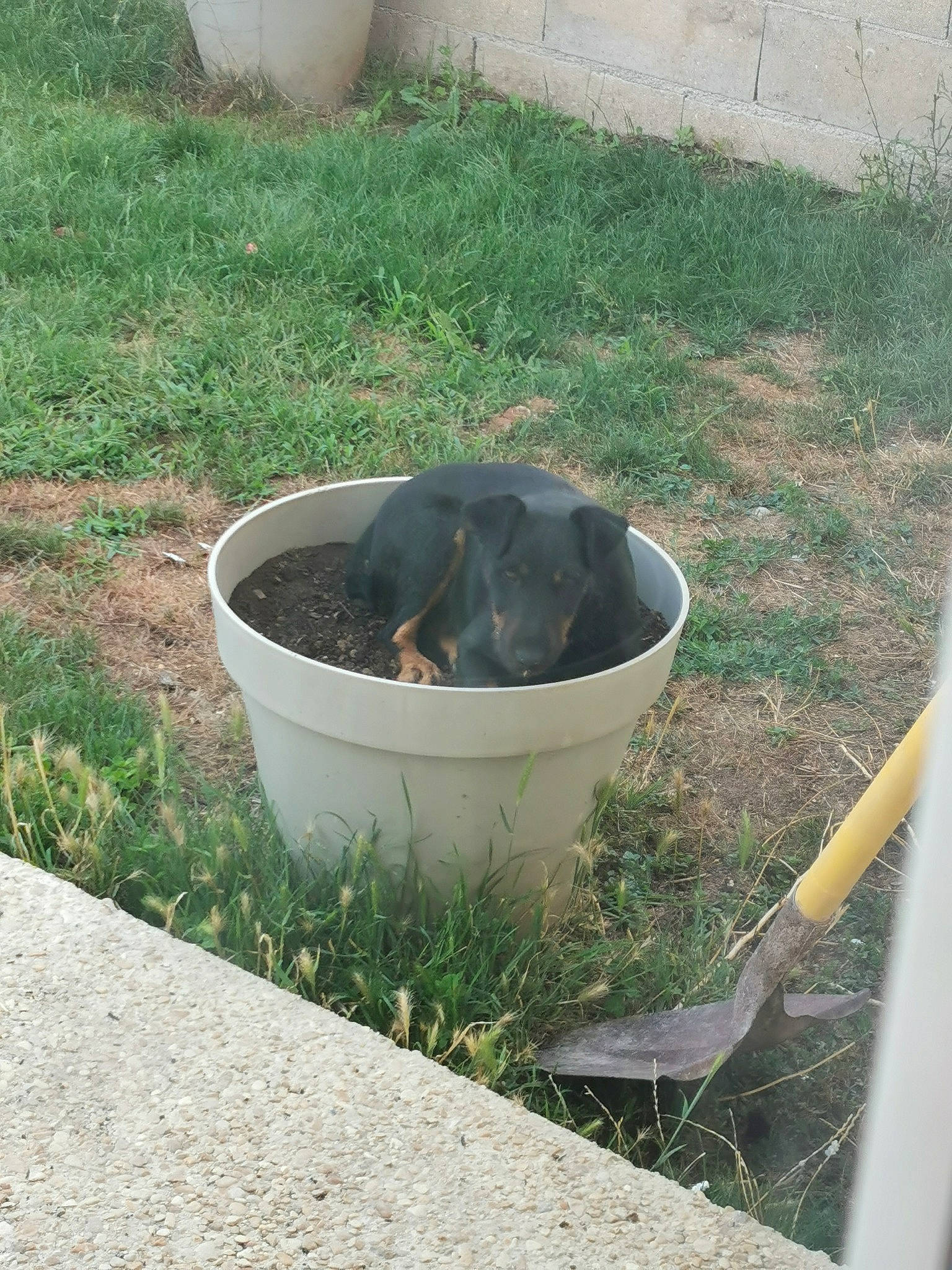 Mia a rejoint le concours — aidez-le/la à gagner de superbes lots ! flowerpot, grass, plant, soil