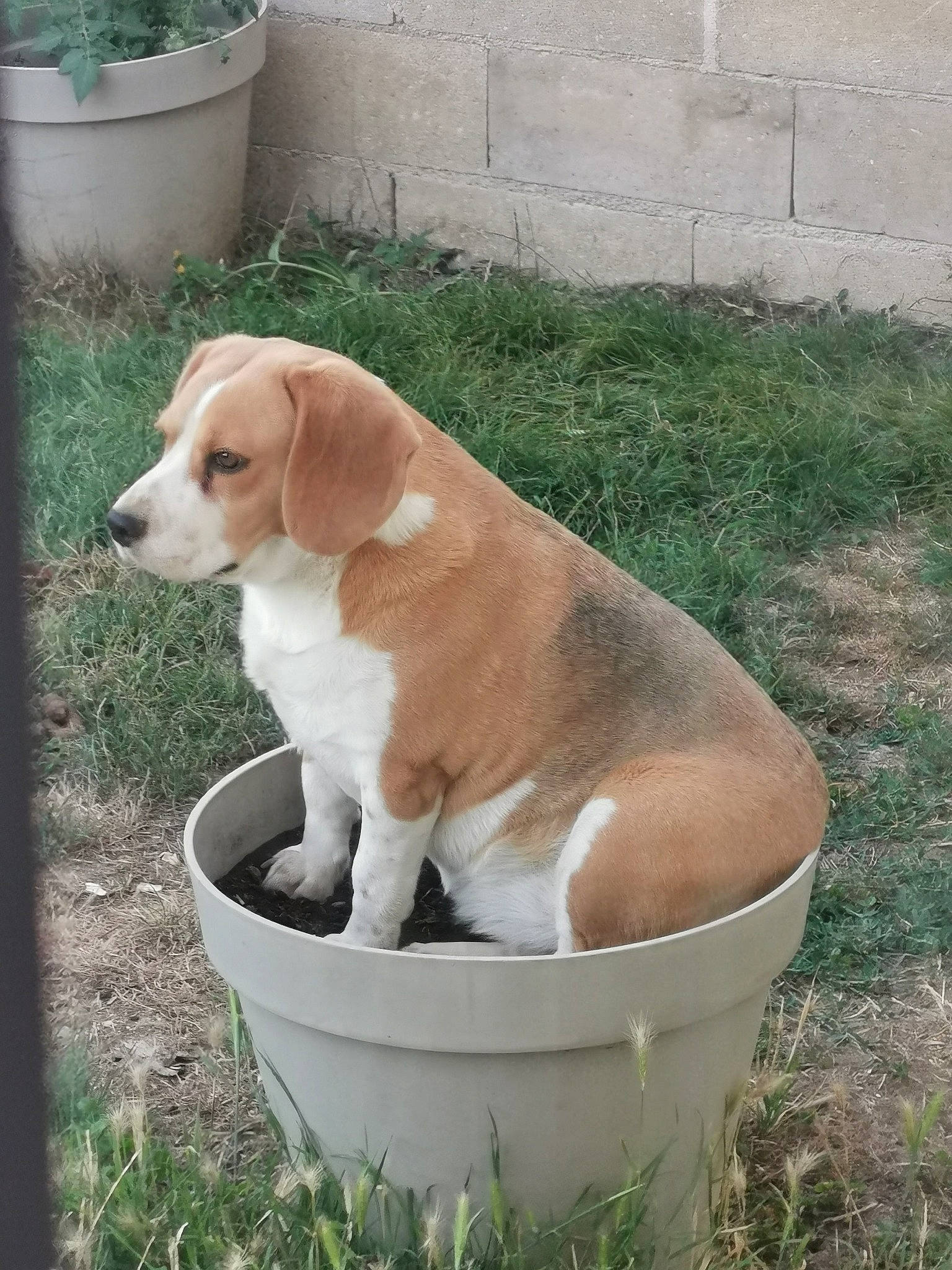 Ina a rejoint le concours — aidez-le/la à gagner de superbes lots ! american_foxhound, beagle, beagle_harrier, canidae, carnivore, companion_dog, dog, dog_breed, fawn, grand_anglo_francais_tricolore, harrier, hound, hunting_dog, mammal, pocket_beagle, portuguese_pointer, posavac_hound, puppy, sporting_group, vertebrate