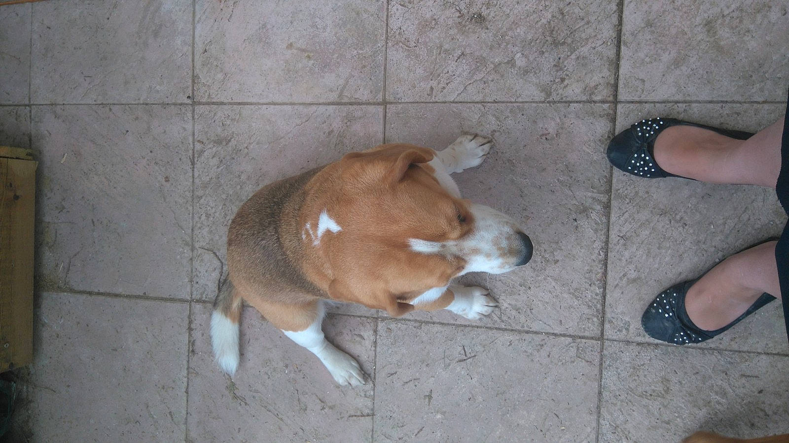 Ina participe au concours pour gagner de l'argent avec cette photo : basenji, canidae, carnivore, dog, dog_breed, fawn, mammal, plummer_terrier, posavac_hound, snout, street_dog