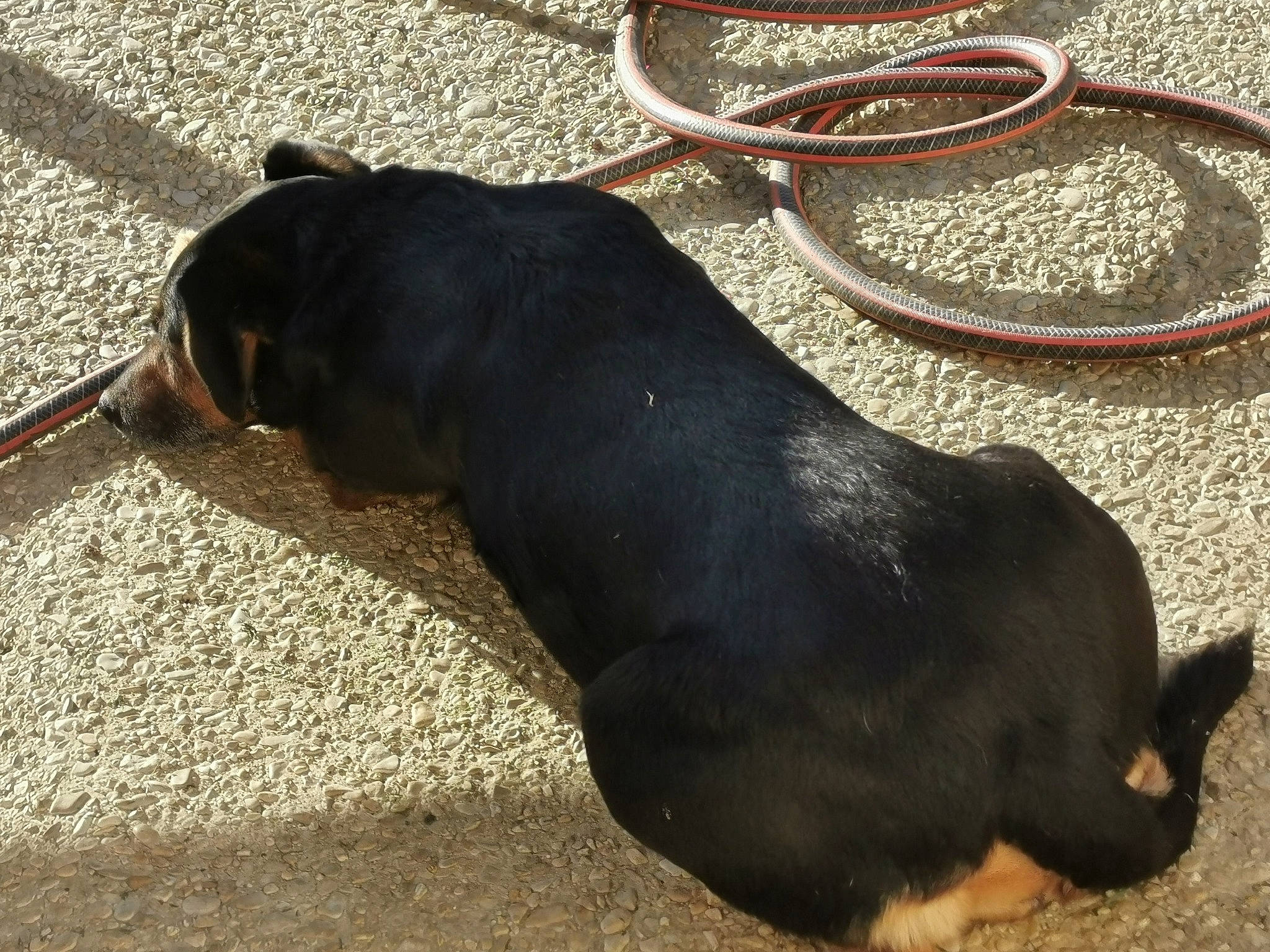 Sheyenne participe au concours pour gagner de l'argent avec cette photo : canidae, carnivore, dog, dog_breed, fashion_accessory, guard_dog, leash, puppy, rottweiler, snout, sporting_group