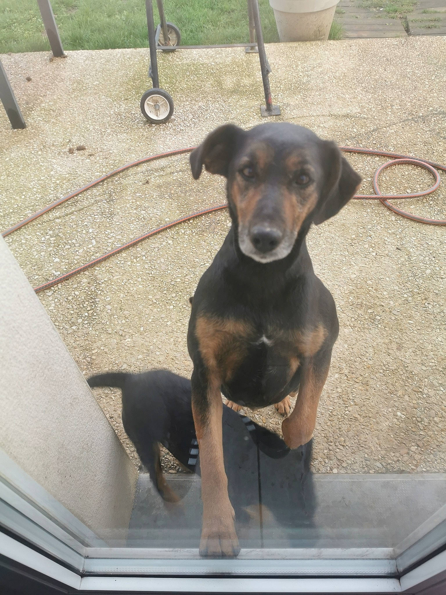 Sheyenne participe au concours pour gagner de l'argent avec cette photo : black_and_tan_terrier, canidae, carnivore, dog, dog_breed, fawn, german_pinscher, guard_dog, hellenikos_ichnilatis, huntaway, hunting_dog, mammal, manchester_terrier, montenegrin_mountain_hound, pinscher, puppy, rare_breed_dog, transylvanian_hound, vertebrate, working_dog