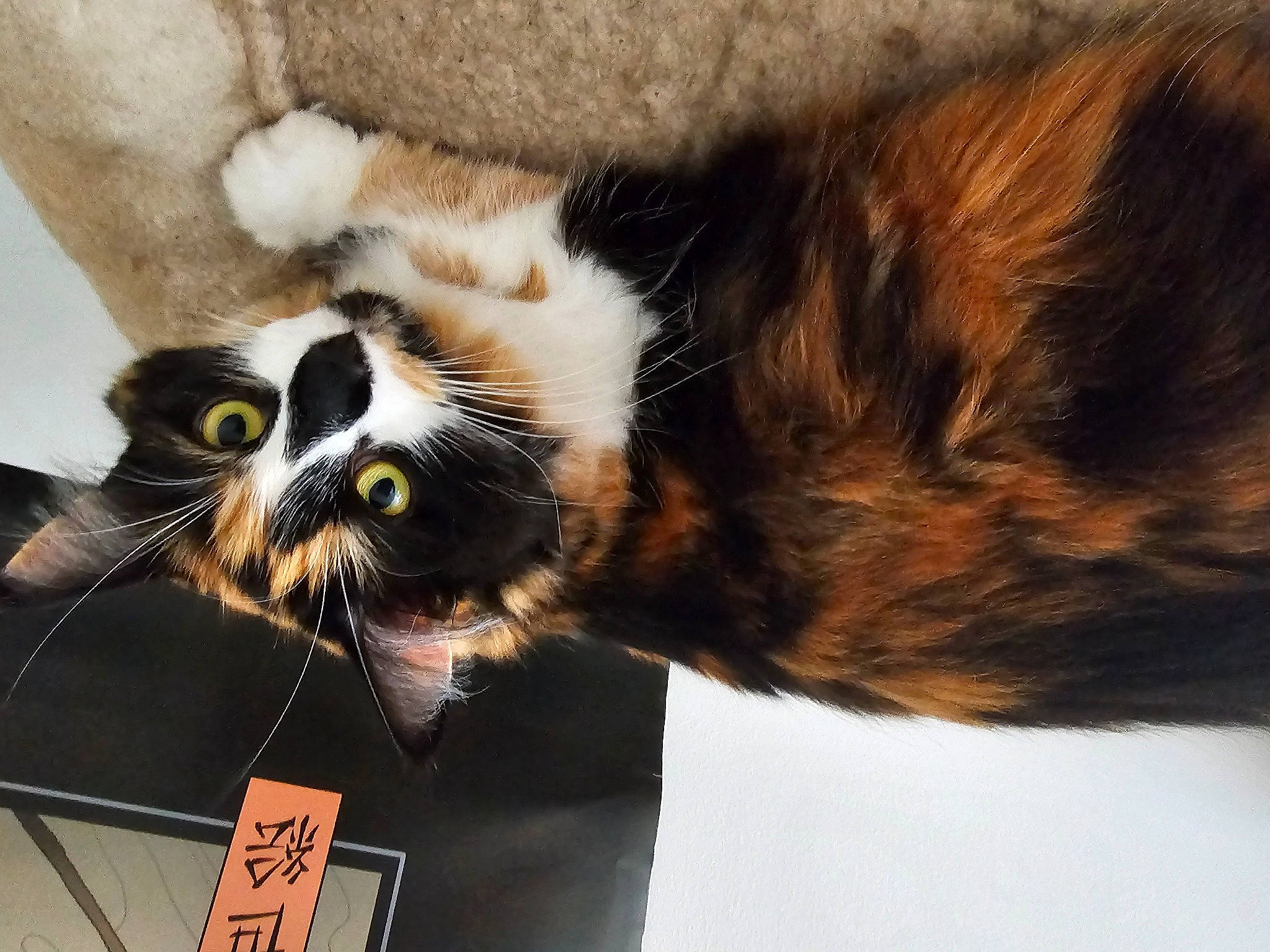 Cookie joined the competition — help win amazing prizes! carnivore, cat, cat_supply, claw, comfort, domestic_short_haired_cat, felidae, fur, handwriting, paw, personal_protective_equipment, photo_caption, small_to_medium_sized_cats, snout, tail, terrestrial_animal, whiskers