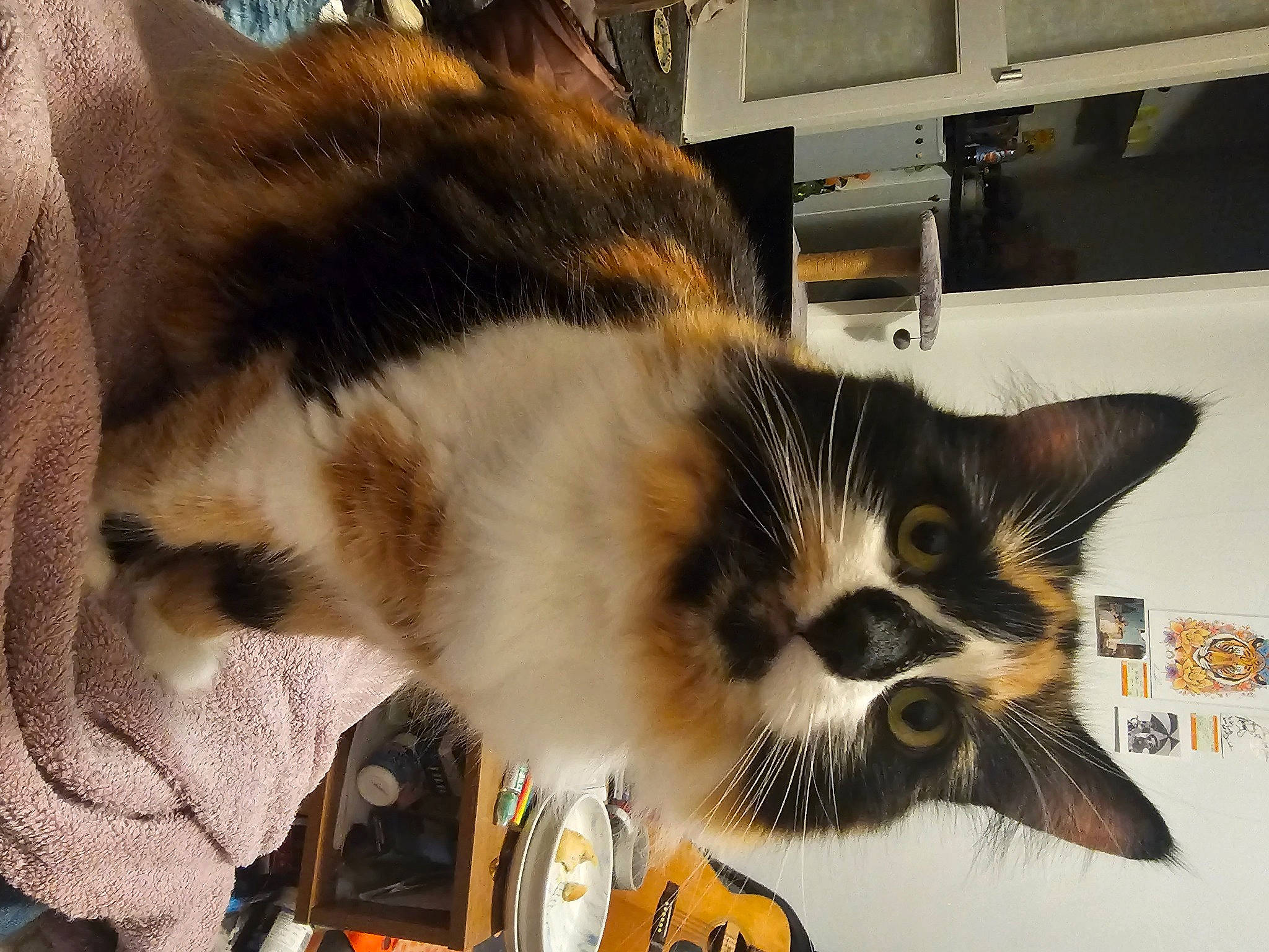 Cookie is registered to the contest to win money with this photo: box, cardboard, carnivore, cat, cat_supply, claw, domestic_short_haired_cat, felidae, fur, paw, room, small_to_medium_sized_cats, snout, tail, whiskers