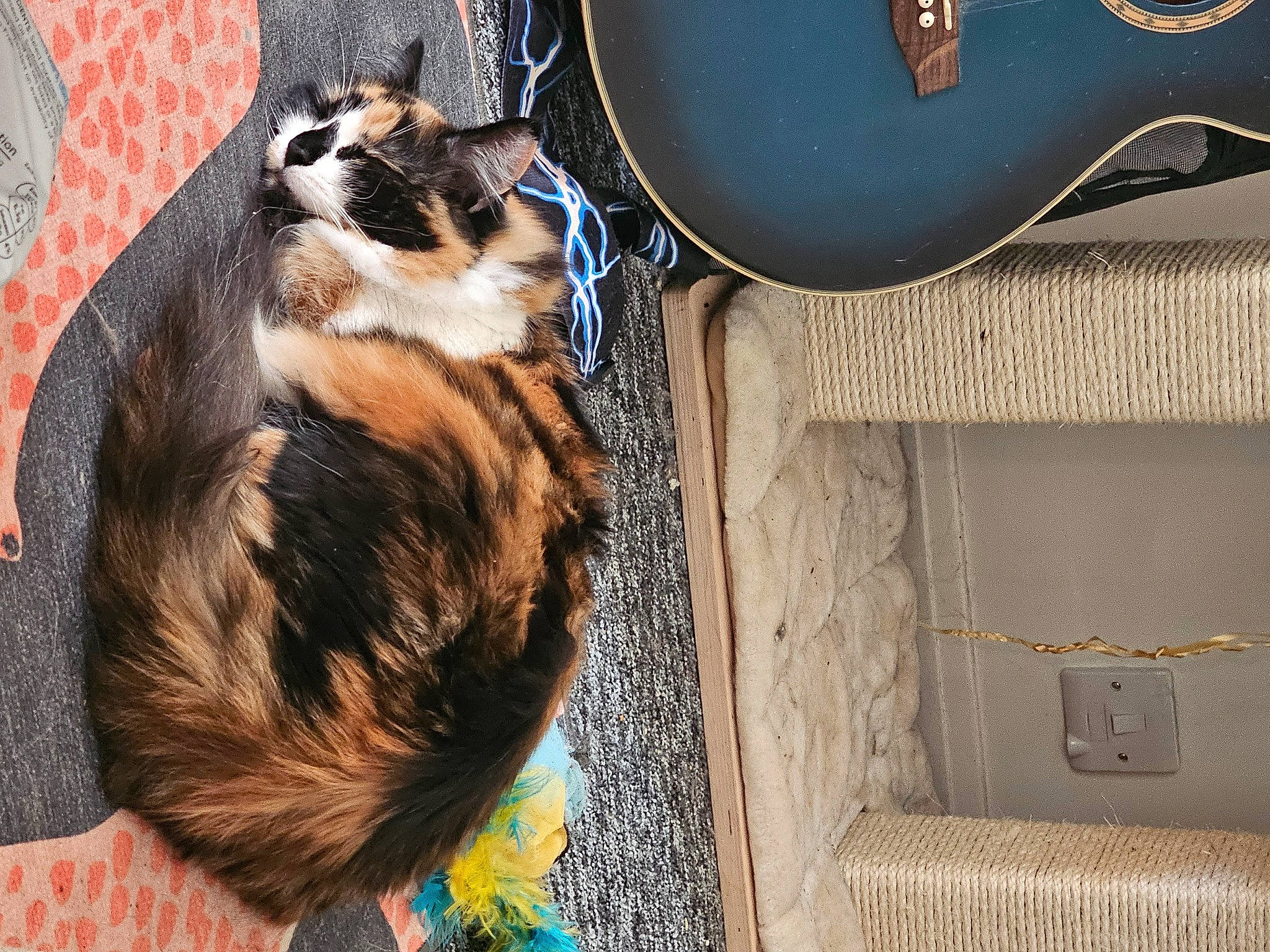 Cookie is registered to the contest to win money with this photo: bag, canidae, carnivore, cat, comfort, companion_dog, dog_breed, domestic_short_haired_cat, eyewear, fashion_accessory, felidae, fur, home_accessories, metal, small_to_medium_sized_cats, sunglasses, tail, tree, whiskers, wood