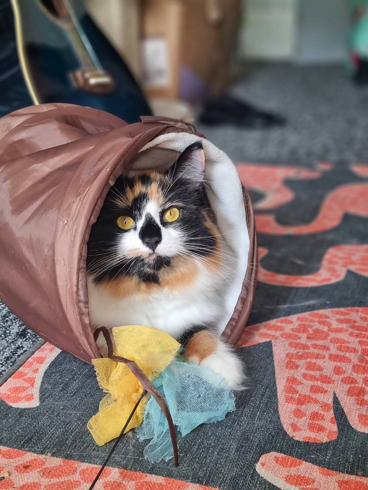 Cookie joined the competition — help win amazing prizes! carnivore, cat, companion_dog, domestic_short_haired_cat, fawn, felidae, flooring, fur, pattern, sitting, small_to_medium_sized_cats, snout, tail, whiskers, wood