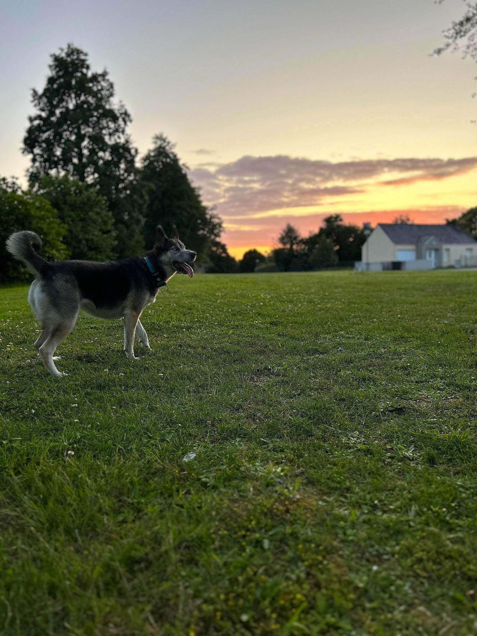 Pépite participe au concours pour gagner de l'argent avec cette photo : carnivore, cloud, companion_dog, dog, dog_breed, field, grass, grassland, horizon, landscape, lawn, meadow, natural_landscape, pasture, plant, sky, sporting_group, tail, tree, working_animal