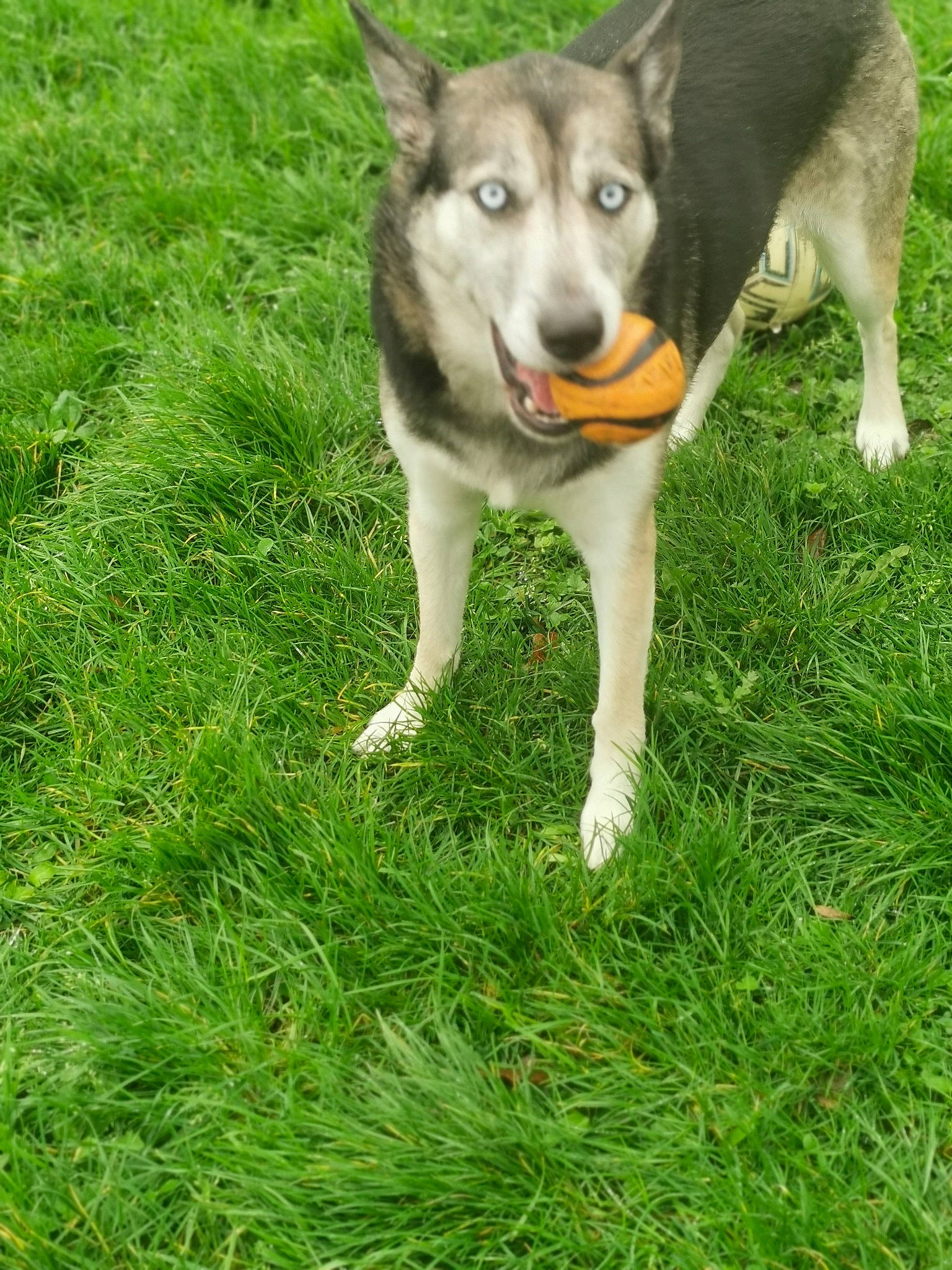 Pépite participe au concours pour gagner de l'argent avec cette photo : ancient_dog_breeds, canidae, carnivore, companion_dog, dog, dog_breed, fawn, grass, grassland, groundcover, non_sporting_group, plant, sled_dog, snout, sporting_group, tail, terrestrial_animal, working_animal, working_dog