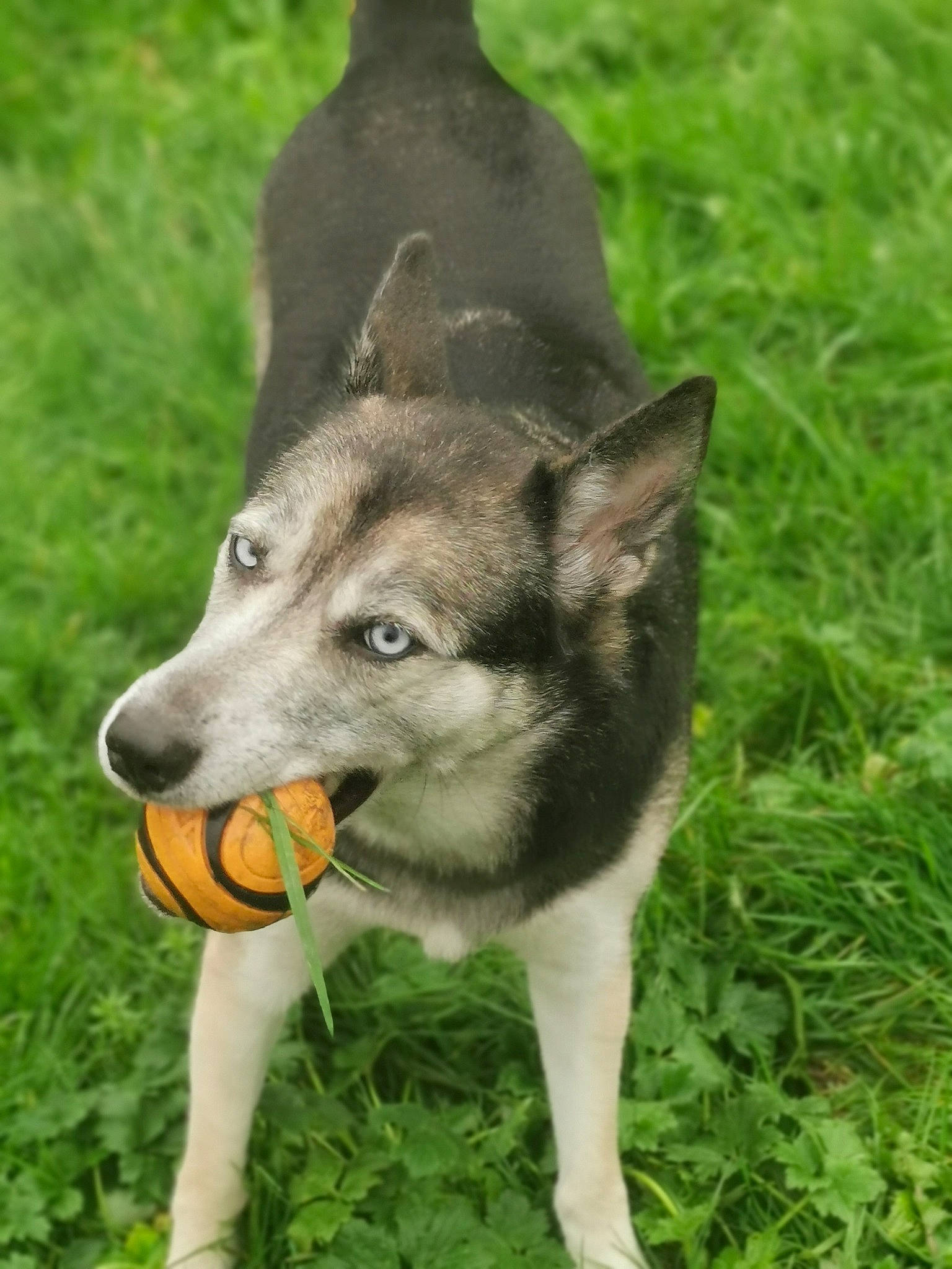 Pépite participe au concours pour gagner de l'argent avec cette photo : ancient_dog_breeds, art, canidae, carnivore, collar, companion_dog, dog, dog_breed, dog_supply, grass, herding_dog, non_sporting_group, plant, sled_dog, snout, sporting_group, tail, terrestrial_animal, working_animal, working_dog