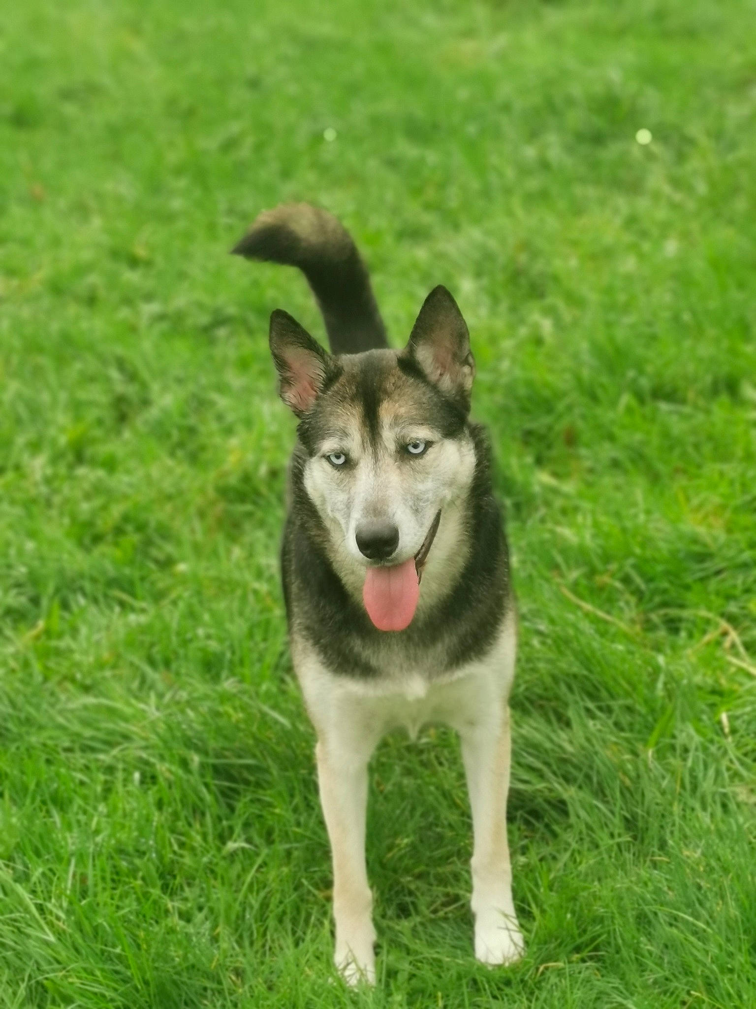 Pépite a rejoint le concours — aidez-le/la à gagner de superbes lots ! ancient_dog_breeds, art, canidae, carnivore, companion_dog, dog, dog_breed, grass, grassland, groundcover, plant, sled_dog, snout, sporting_group, terrestrial_animal, working_animal, working_dog