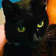 Baby Girl is registered to the contest to win money with this photo: black_cat, close_up, yellow_eyes, pet, animal, feline, indoor, human_arm, fur, whiskers, face, domestic_cat, portrait, cute, companion, relaxed, looking, close_range, background_blur, home