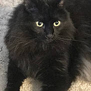 Boo is registered to the contest to win money with this photo: cat, black_cat, fluffy, pet, animal, indoor, carpet, fur, whiskers, eyes, cute, relaxed, mammal, feline, laying, closeup, domestic_cat, portrait, curious, home