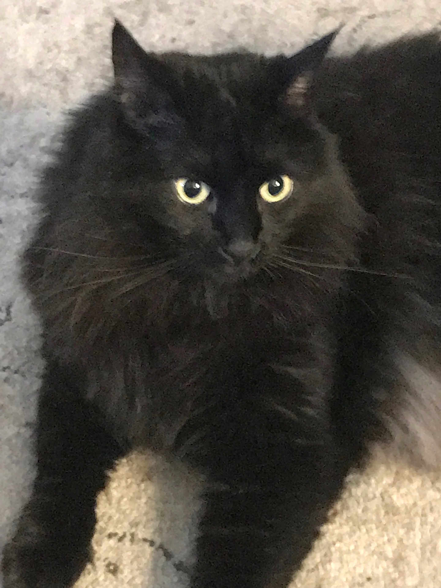 Boo is registered to the contest to win money with this photo: cat, black_cat, fluffy, pet, animal, indoor, carpet, fur, whiskers, eyes, cute, relaxed, mammal, feline, laying, closeup, domestic_cat, portrait, curious, home