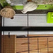 Grisli a rejoint le concours — aidez-le/la à gagner de superbes lots !