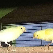 Cocotte participe au concours pour gagner de l'argent avec cette photo :