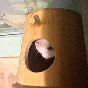 Blanco a rejoint le concours — aidez-le/la à gagner de superbes lots !