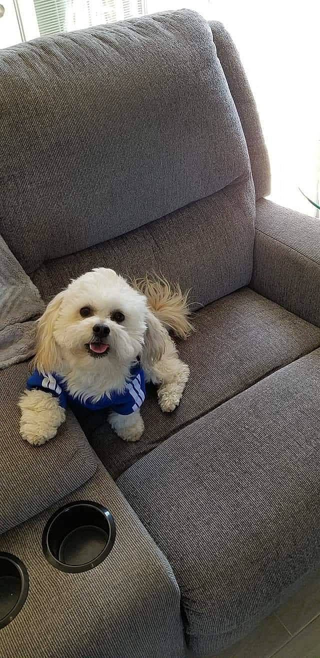 Baxter is registered to the contest to win money with this photo: canidae, carnivore, comfort, companion_dog, couch, dog, dog_breed, dog_collar, dog_supply, eyewear, fur, glasses, maltepoo, pet_supply, rectangle, sitting, small_terrier, sporting_group, toy_dog, working_animal