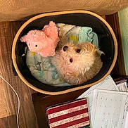 Abigail Rose Rua joined the competition — help win amazing prizes! dog, puppy, pet, fluffy, small_dog, basket, bed, blanket, stuffed_animal, pink_toy, cozy, indoors, wood_floor, furniture, calendar, papers, home, resting, cute, top_down_view