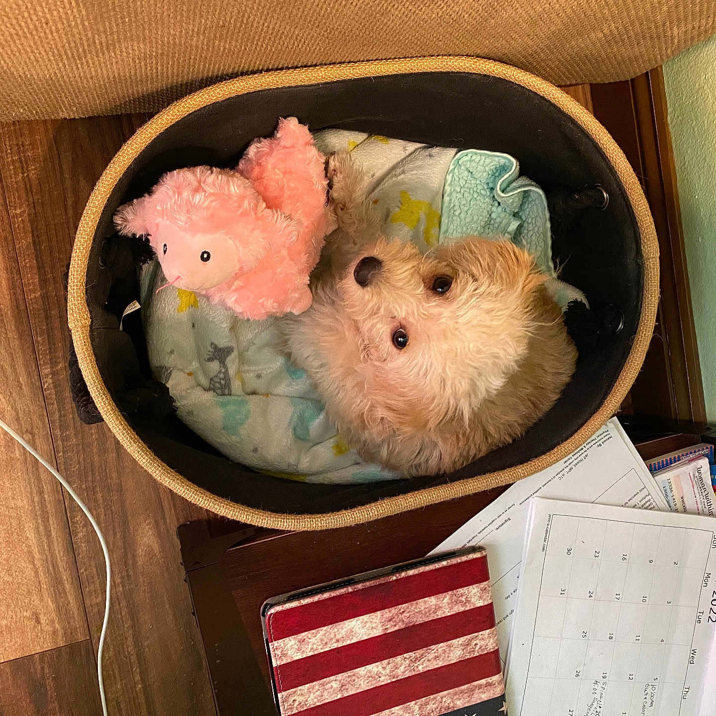 Abigail Rose Rua joined the competition — help win amazing prizes! dog, puppy, pet, fluffy, small_dog, basket, bed, blanket, stuffed_animal, pink_toy, cozy, indoors, wood_floor, furniture, calendar, papers, home, resting, cute, top_down_view