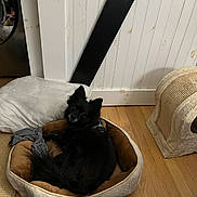 Harry is registered to the contest to win money with this photo: animal, black_dog, blanket, canine, companion, cozy, dog, domestic, floor, fur, furniture, home, indoor, looking_back, pet_bed, pillow, relaxed, resting, scratching_post, wooden_floor