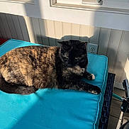 Angel joined the competition — help win amazing prizes! cat, tortoiseshell_cat, indoor, sunlight, cushion, turquoise, window, shadow, relaxed, pet, feline, resting, paneled_wall, home, comfort, animal, fur, paw, tail, daylight