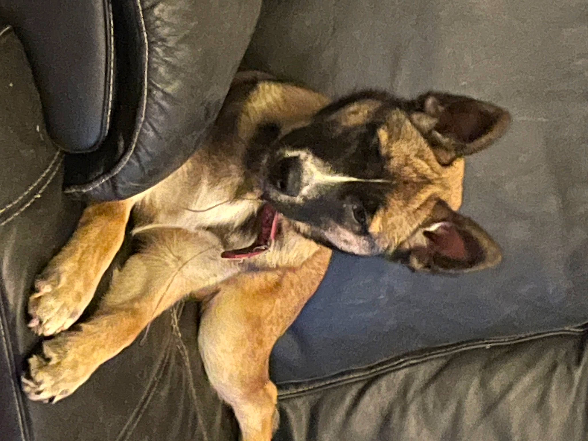 Akita a rejoint le concours — aidez-le/la à gagner de superbes lots ! canidae, carnivore, comfort, companion_dog, dog, dog_breed, fawn, fur, guard_dog, human_leg, nap, non_sporting_group, paw, snout, sporting_group, tail, whiskers, working_animal