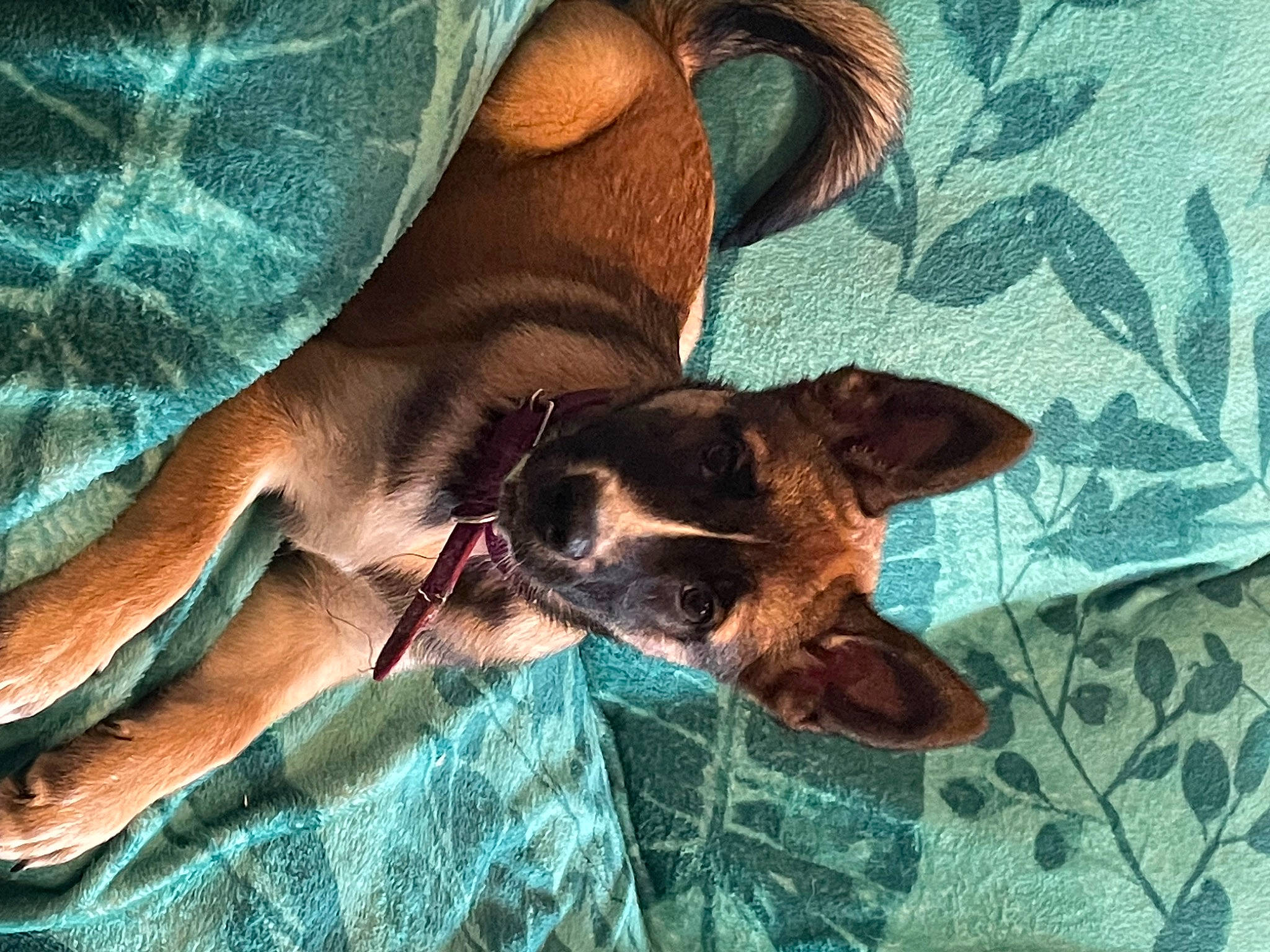 Akita a rejoint le concours — aidez-le/la à gagner de superbes lots ! art, carnivore, comfort, companion_dog, dobermann, dog, dog_breed, fawn, human_leg, linens, liver, pattern, rectangle, snout, sporting_group, terrestrial_animal, tints_and_shades, toy_dog, working_animal, wrist