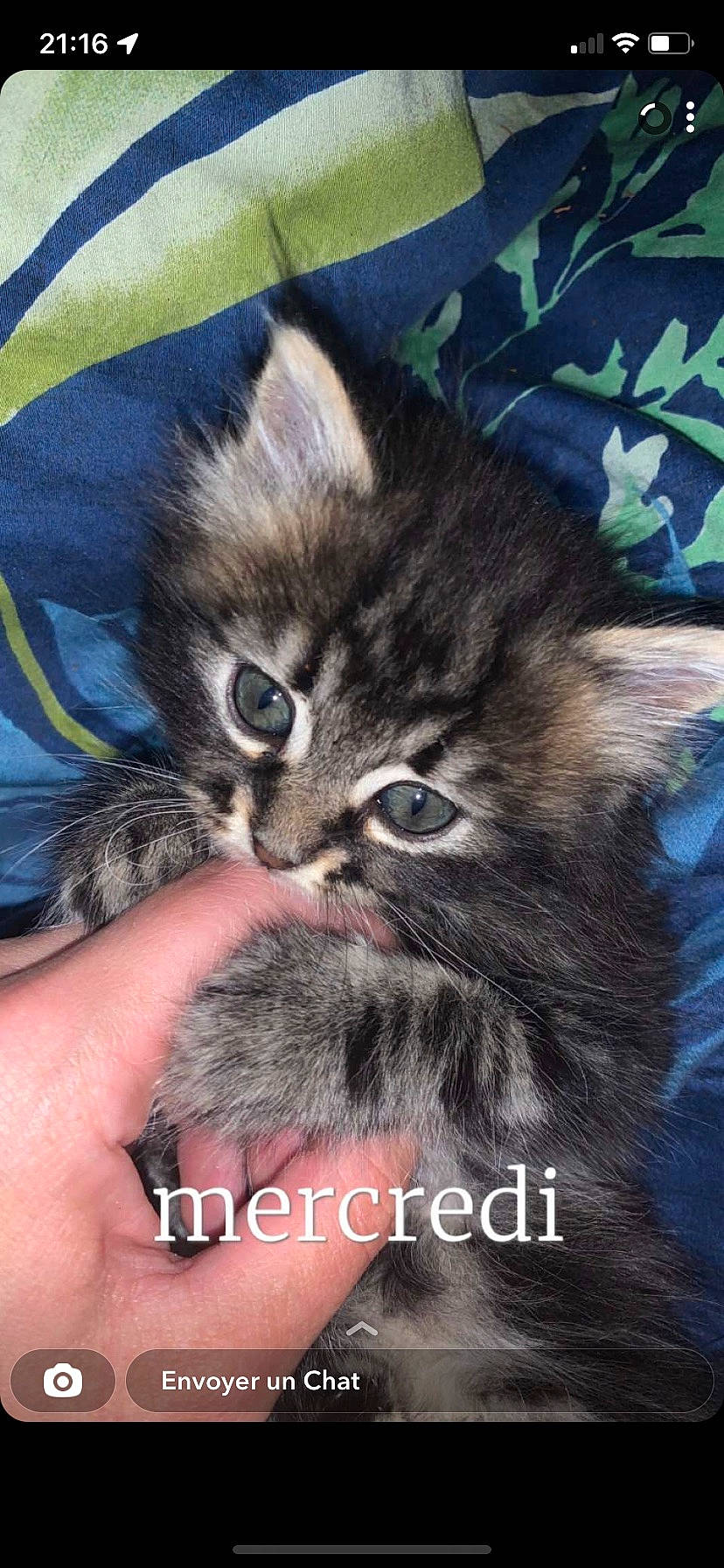 Clara a rejoint le concours — aidez-le/la à gagner de superbes lots ! carnivore, cat, claw, close_up, comfort, domestic_short_haired_cat, eye, fawn, felidae, fur, gesture, nail, paw, photo_caption, small_to_medium_sized_cats, snout, tail, terrestrial_animal, whiskers, wildlife