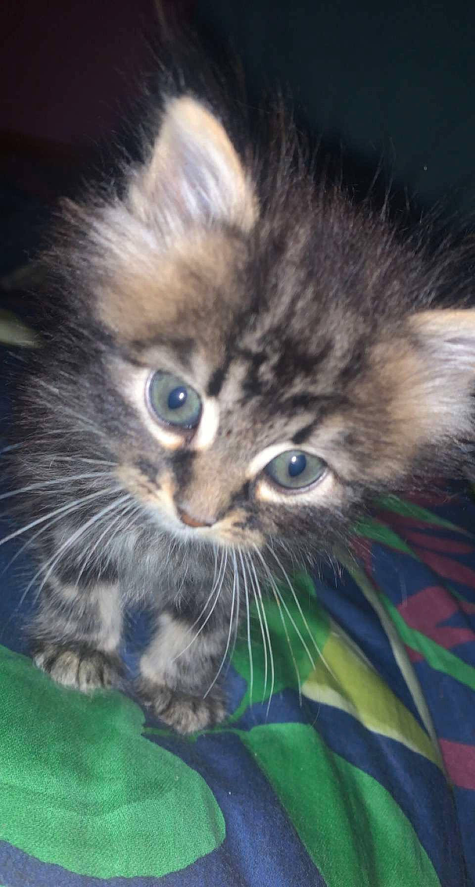 Clara a rejoint le concours — aidez-le/la à gagner de superbes lots ! carnivore, cat, claw, domestic_short_haired_cat, electric_blue, felidae, fur, grass, iris, plant, small_to_medium_sized_cats, snout, tail, terrestrial_animal, whiskers, wildlife, window