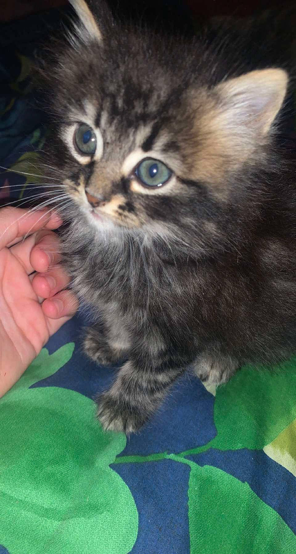 Clara participe au concours pour gagner de l'argent avec cette photo : british_longhair, carnivore, cat, claw, comfort, domestic_short_haired_cat, electric_blue, eye, fawn, felidae, fur, gesture, iris, paw, sitting, small_to_medium_sized_cats, snout, tail, terrestrial_animal, whiskers