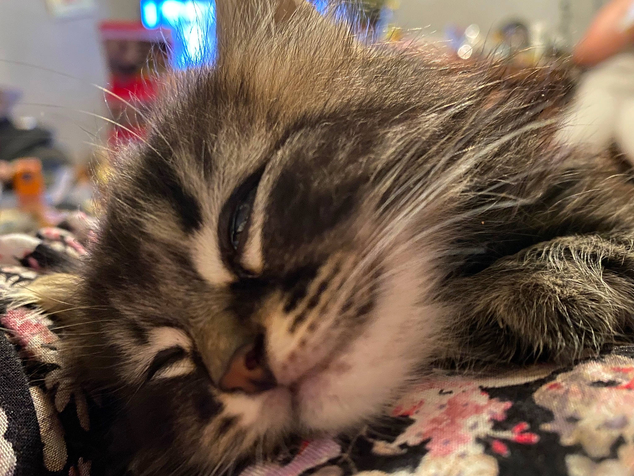 Clara participe au concours pour gagner de l'argent avec cette photo : carnivore, cat, claw, domestic_short_haired_cat, event, felidae, flooring, fur, nap, paw, sky, sleep, small_to_medium_sized_cats, snout, terrestrial_animal, whiskers, wildlife