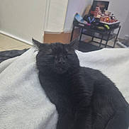 Onyx participe au concours pour gagner de l'argent avec cette photo : black_cat, sleeping, cozy, blanket, indoor, pet, feline, resting, fur, cute, animal, comfort, relaxed, paw, tail, domestic, soft, quiet, peaceful, home