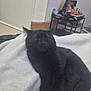 black_cat, sleeping, cozy, blanket, indoor, pet, feline, resting, fur, cute, animal, comfort, relaxed, paw, tail, domestic, soft, quiet, peaceful, home