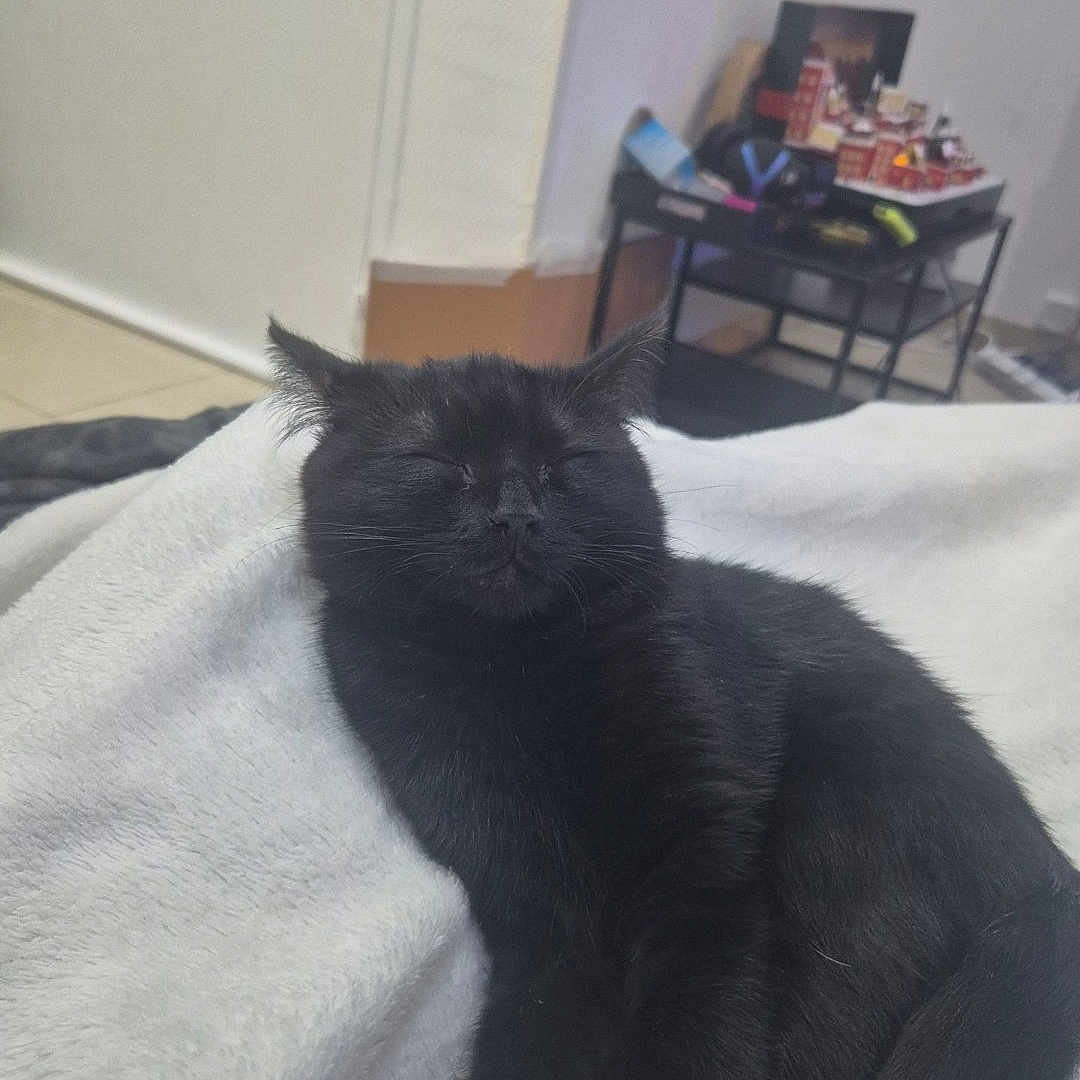 Onyx participe au concours pour gagner de l'argent avec cette photo : animal, black_cat, blanket, comfort, cozy, cute, domestic, feline, fur, home, indoor, paw, peaceful, pet, quiet, relaxed, resting, sleeping, soft, tail
