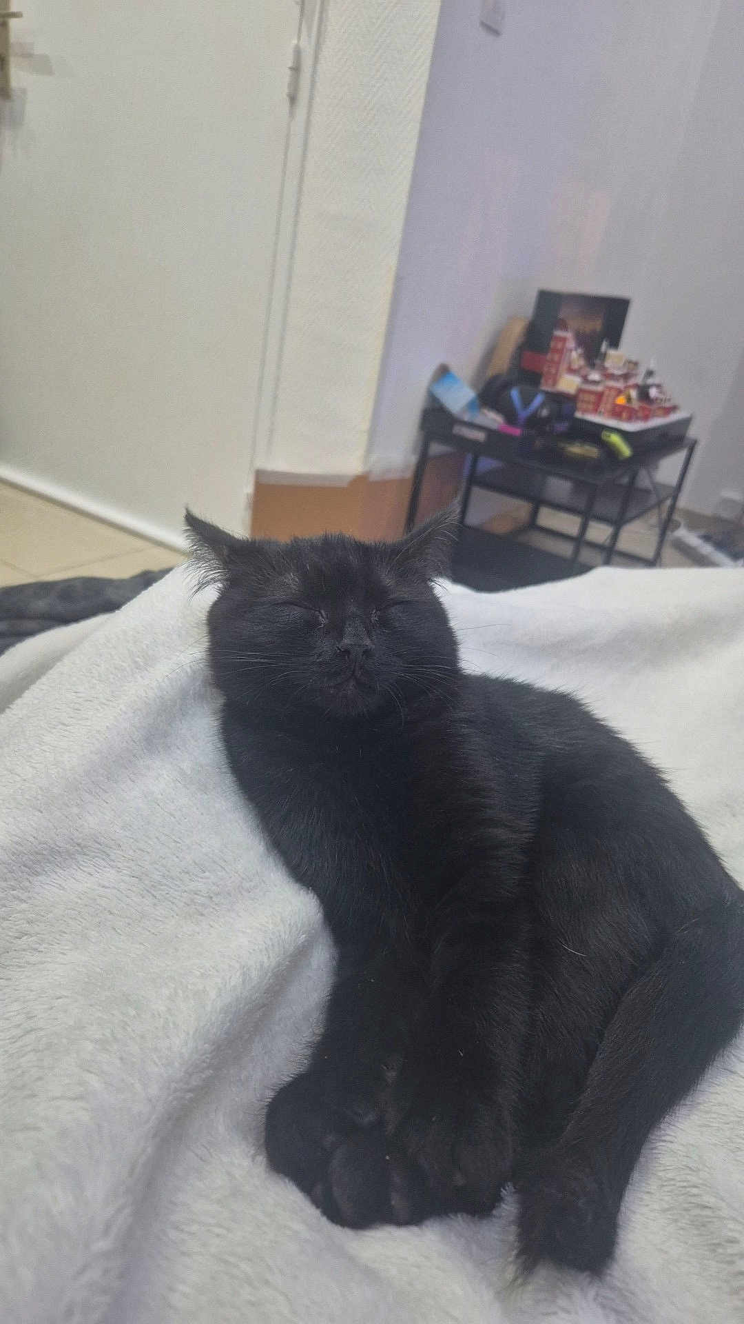 Onyx participe au concours pour gagner de l'argent avec cette photo : black_cat, sleeping, cozy, blanket, indoor, pet, feline, resting, fur, cute, animal, comfort, relaxed, paw, tail, domestic, soft, quiet, peaceful, home