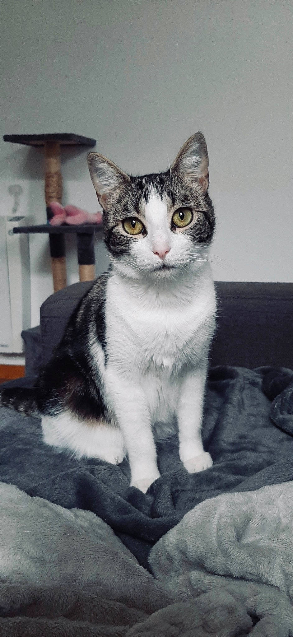 Poupie a rejoint le concours — aidez-le/la à gagner de superbes lots ! carnivore, cat, domestic_short_haired_cat, door, felidae, fur, grey, monochrome_photography, paw, shelf, sitting, small_to_medium_sized_cats, snout, tail, whiskers, window