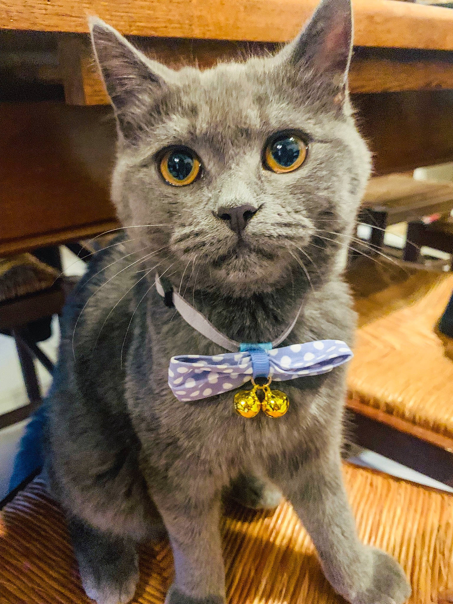 Crapouille a rejoint le concours — aidez-le/la à gagner de superbes lots ! asian, british_shorthair, carnivore, cat, chartreux, domestic_short_haired_cat, felidae, kitten, korat, mammal, nebelung, russian_blue, small_to_medium_sized_cats, snout, vertebrate, whiskers