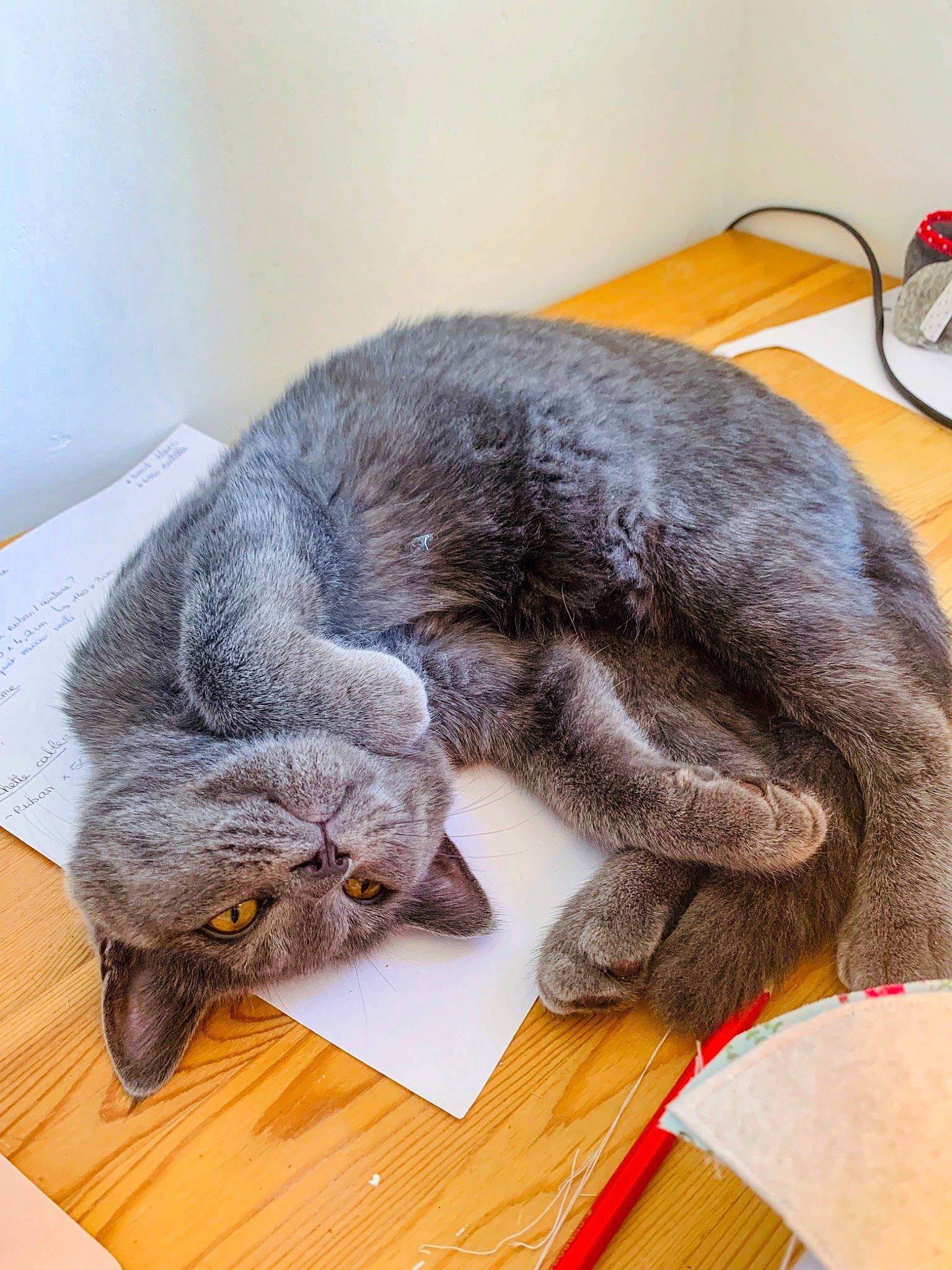 Crapouille participe au concours pour gagner de l'argent avec cette photo : asian, british_shorthair, carnivore, cat, chartreux, domestic_short_haired_cat, ear, european_shorthair, felidae, korat, nap, nebelung, russian_blue, sleep, small_to_medium_sized_cats, snout, whiskers