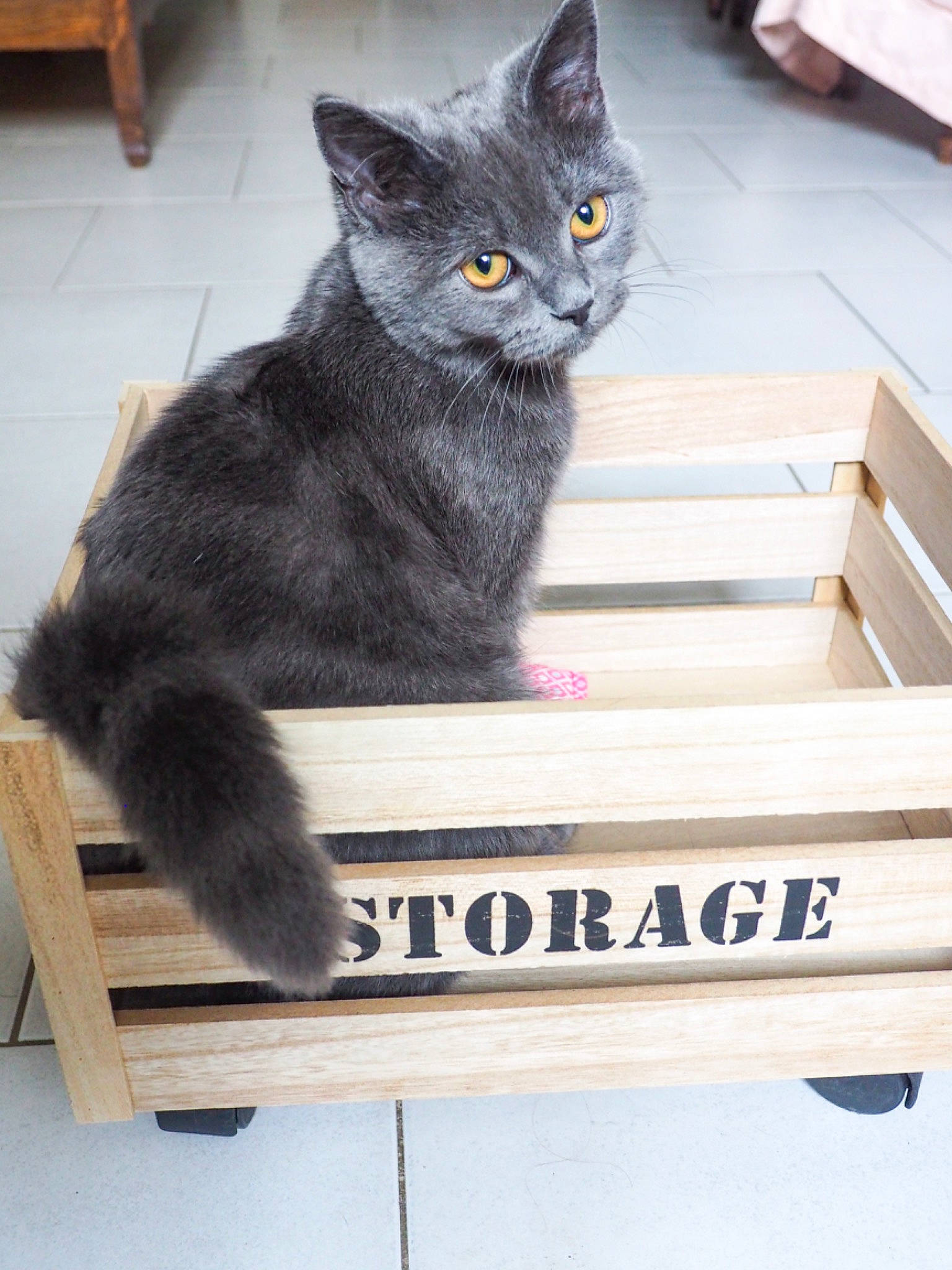 Crapouille participe au concours pour gagner de l'argent avec cette photo : asian, black_cat, box, carnivore, cat, chartreux, domestic_short_haired_cat, european_shorthair, felidae, kitten, korat, nebelung, polydactyl_cat, russian_blue, small_to_medium_sized_cats, whiskers