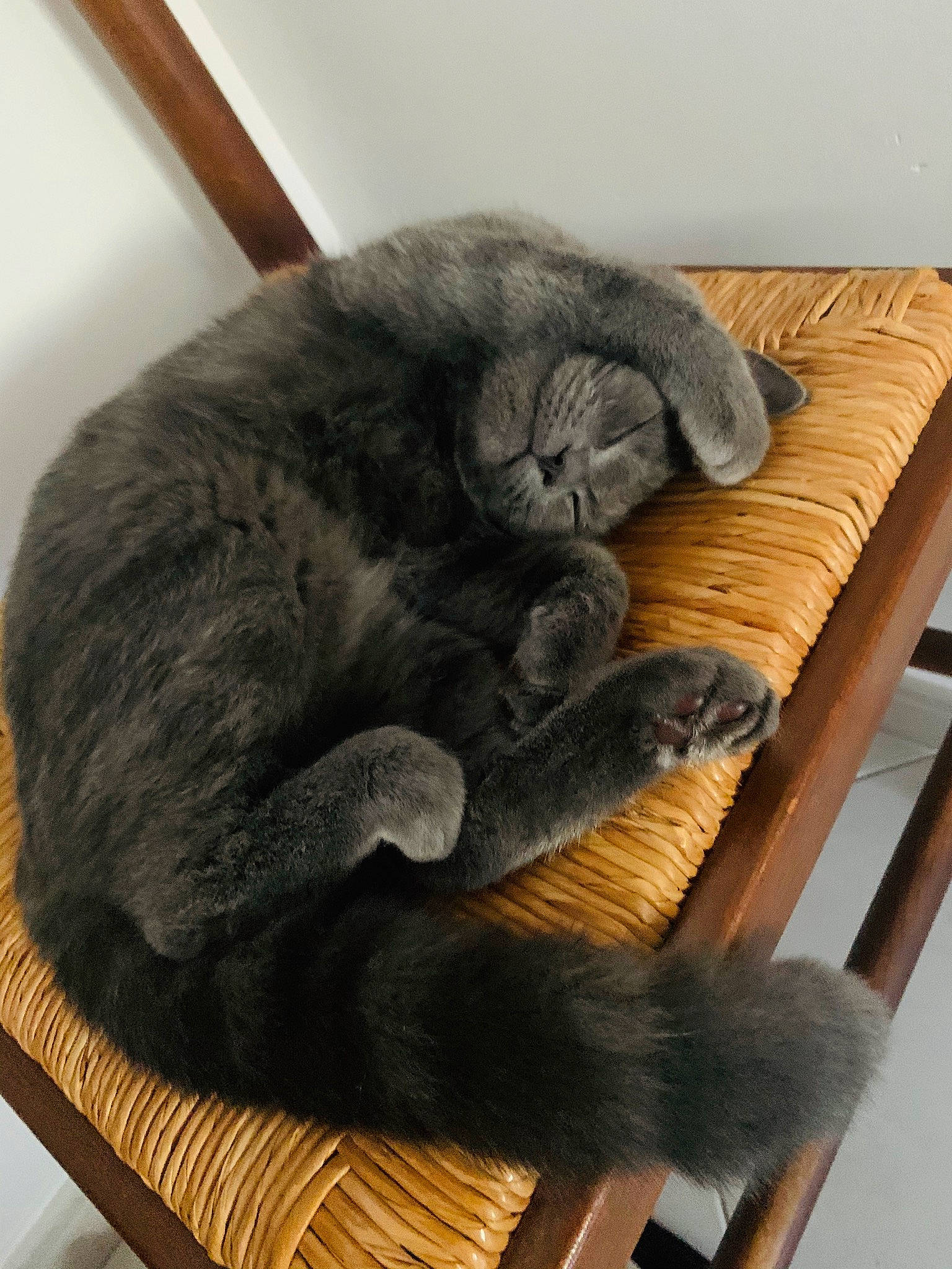 Crapouille participe au concours pour gagner de l'argent avec cette photo : black_cat, british_shorthair, carnivore, cat, cat_bed, chartreux, claw, comfort, domestic_short_haired_cat, felidae, korat, nap, nebelung, russian_blue, scottish_fold, small_to_medium_sized_cats, whiskers
