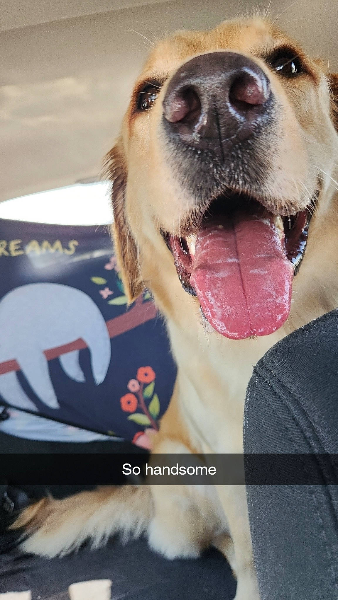 Max is registered to the contest to win money with this photo: carnivore, collar, companion_dog, dog, dog_breed, dog_collar, fang, fawn, fur, gesture, happy, jaw, mammal, paw, pet_supply, snout, sporting_group, whiskers, working_animal, yawn