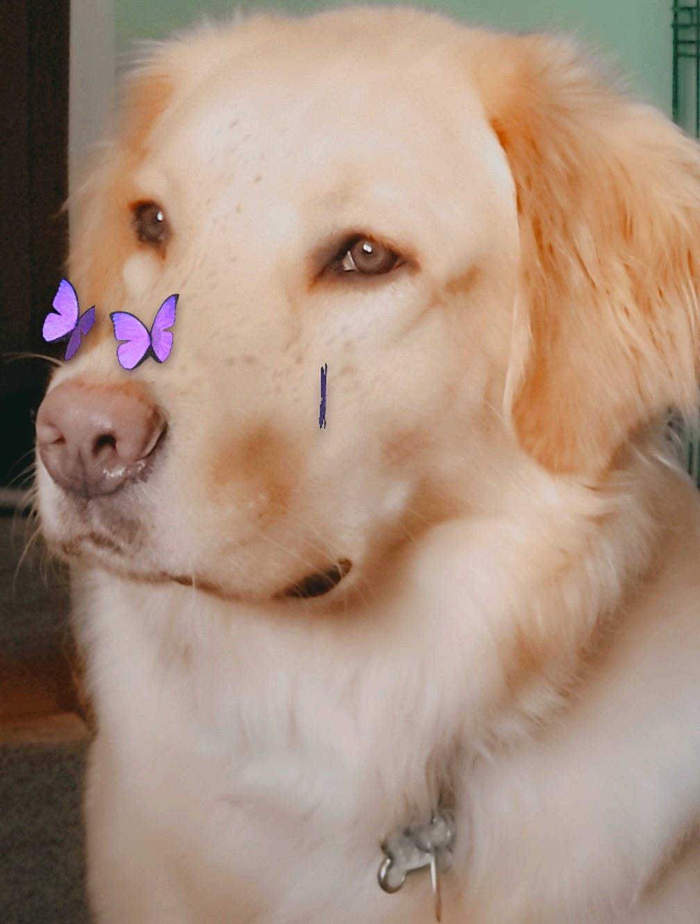 Max joined the competition — help win amazing prizes! canidae, carnivore, collar, companion_dog, dog, dog_breed, dog_collar, ear, fawn, fur, golden_retriever, liver, nose, paw, pet_supply, snout, sporting_group, terrestrial_animal, whiskers, working_animal