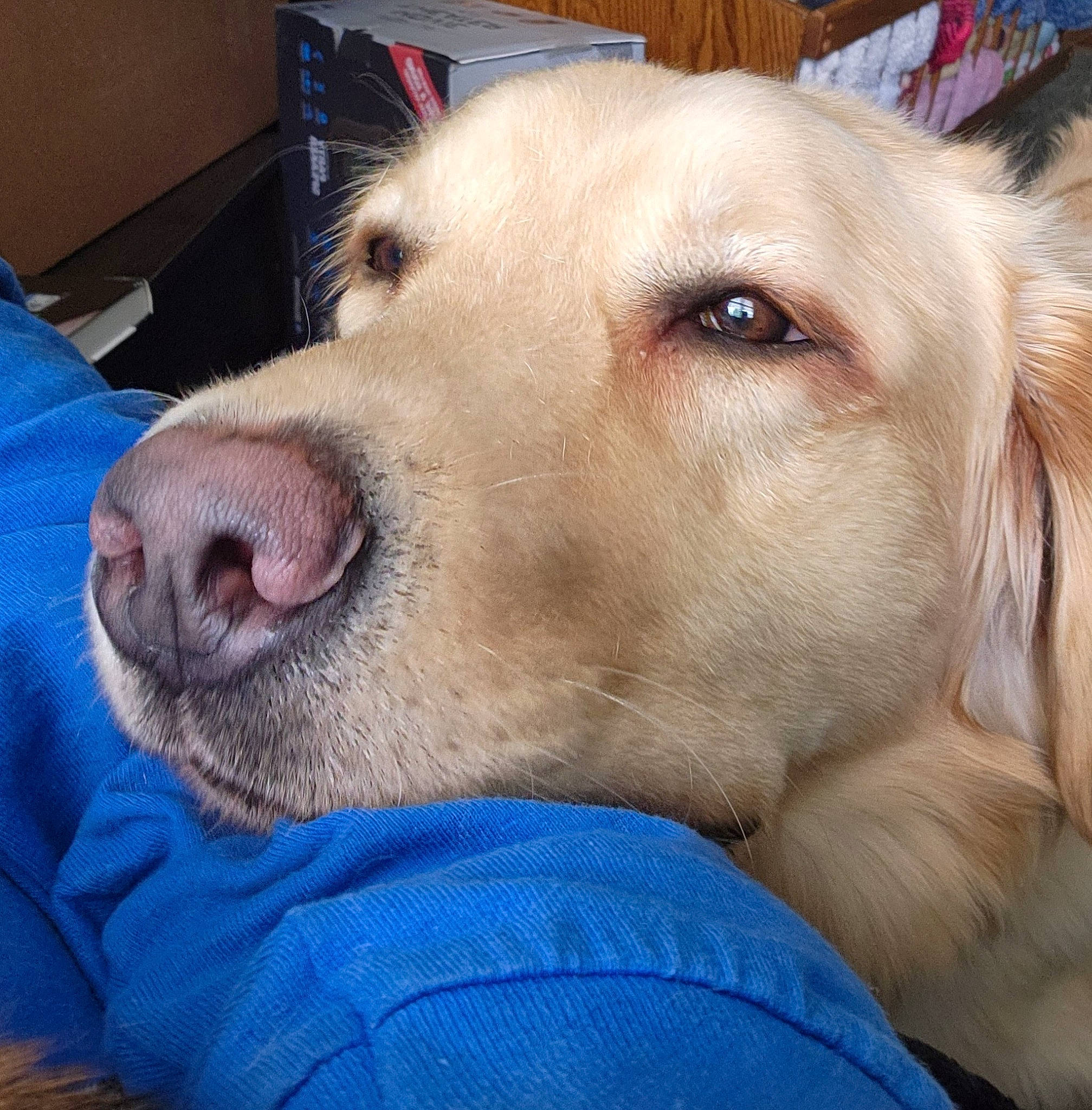 Max is registered to the contest to win money with this photo: canidae, carnivore, collar, comfort, companion_dog, dog, dog_breed, dog_collar, ear, electric_blue, eye, fawn, fur, head, retriever, selfie, snout, sporting_group, whiskers, working_animal