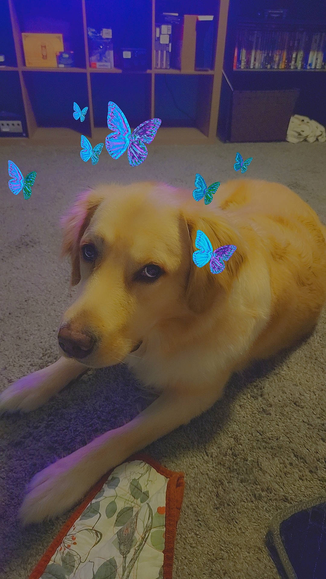 Max is registered to the contest to win money with this photo: art, arthropod, butterfly, carnivore, companion_dog, dog, dog_breed, dog_supply, fawn, flooring, fur, insect, moths_and_butterflies, pet_supply, pollinator, sporting_group, tail, whiskers, wood, working_animal